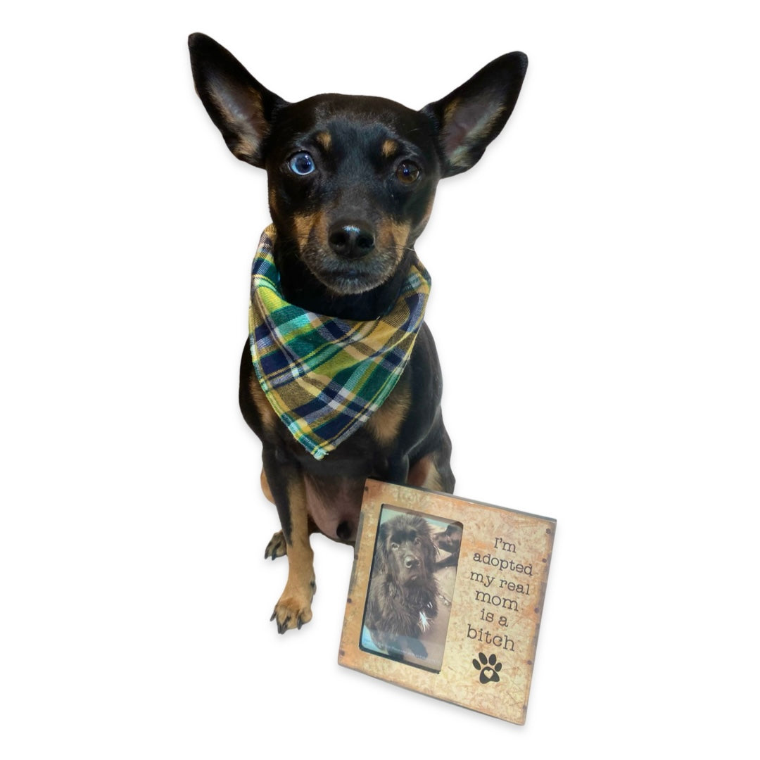 Dog Box Sign Picture Frame- I’m Adopted.